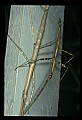 10211-00036-Mantids, Walkingsticks.jpg
