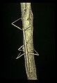 10211-00037-Mantids, Walkingsticks.jpg