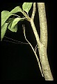 10211-00038-Mantids, Walkingsticks.jpg