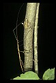 10211-00039-Mantids, Walkingsticks.jpg