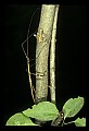 10211-00040-Mantids, Walkingsticks.jpg