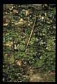 10211-00041-Mantids, Walkingsticks.jpg