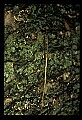 10211-00042-Mantids, Walkingsticks.jpg