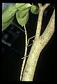 10211-00043-Mantids, Walkingsticks.jpg