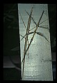 10211-00044-Mantids, Walkingsticks.jpg