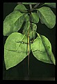 10211-00045-Mantids, Walkingsticks.jpg