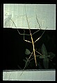 10211-00046-Mantids, Walkingsticks.jpg
