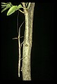 10211-00047-Mantids, Walkingsticks.jpg