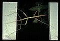 10211-00048-Mantids, Walkingsticks.jpg