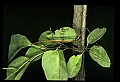 10211-00049-Mantids, Walkingsticks.jpg
