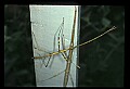 10211-00050-Mantids, Walkingsticks.jpg