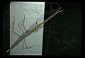 10211-00052-Mantids, Walkingsticks.jpg