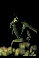 10211-00053-Mantids, Walkingsticks.jpg