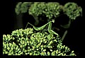 10211-00054-Mantids, Walkingsticks.jpg