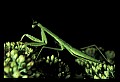 10211-00055-Mantids, Walkingsticks.jpg