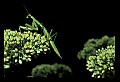 10211-00056-Mantids, Walkingsticks.jpg