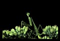 10211-00057-Mantids, Walkingsticks.jpg