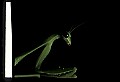 10211-00059-Mantids, Walkingsticks.jpg