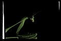 10211-00061-Mantids, Walkingsticks.jpg