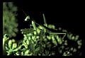 10211-00062-Mantids, Walkingsticks.jpg