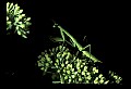 10211-00063-Mantids, Walkingsticks.jpg