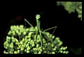 10211-00064-Mantids, Walkingsticks.jpg
