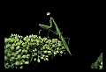 10211-00065-Mantids, Walkingsticks.jpg