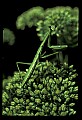 10211-00066-Mantids, Walkingsticks.jpg