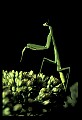 10211-00067-Mantids, Walkingsticks.jpg