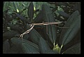 10211-00068-Mantids, Walkingsticks.jpg