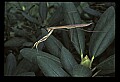 10211-00069-Mantids, Walkingsticks.jpg