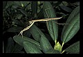 10211-00071-Mantids, Walkingsticks.jpg