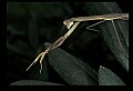 10211-00072-Mantids, Walkingsticks.jpg