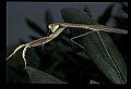 10211-00073-Mantids, Walkingsticks.jpg