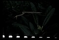 10211-00074-Mantids, Walkingsticks.jpg