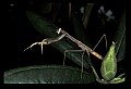 10211-00075-Mantids, Walkingsticks.jpg
