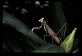 10211-00076-Mantids, Walkingsticks.jpg