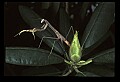 10211-00077-Mantids, Walkingsticks.jpg