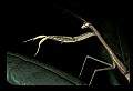 10211-00078-Mantids, Walkingsticks.jpg