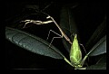 10211-00079-Mantids, Walkingsticks.jpg
