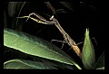 10211-00080-Mantids, Walkingsticks.jpg