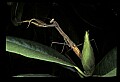 10211-00081-Mantids, Walkingsticks.jpg