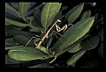 10211-00082-Mantids, Walkingsticks.jpg