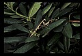 10211-00083-Mantids, Walkingsticks.jpg