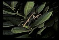 10211-00084-Mantids, Walkingsticks.jpg