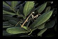 10211-00085-Mantids, Walkingsticks.jpg