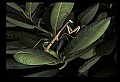 10211-00086-Mantids, Walkingsticks.jpg