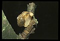 10211-00088-Mantids, Walkingsticks.jpg