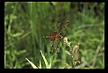 10214-00001-Dragonflies, Damselflies.jpg
