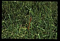 10214-00003-Dragonflies, Damselflies.jpg